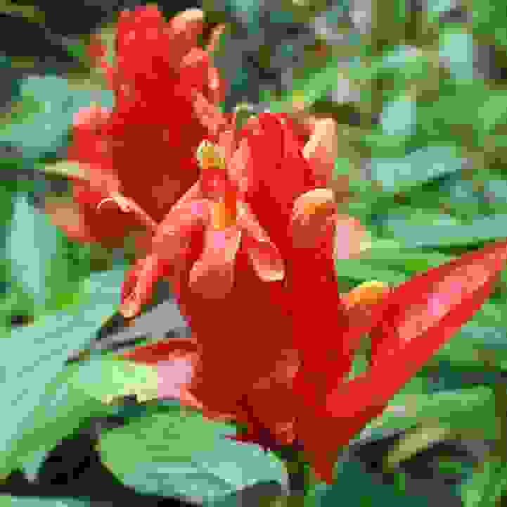 Peruvian Wild Petunia  (&lt;i&gt;Ruellia chartacea&lt;/i&gt;)