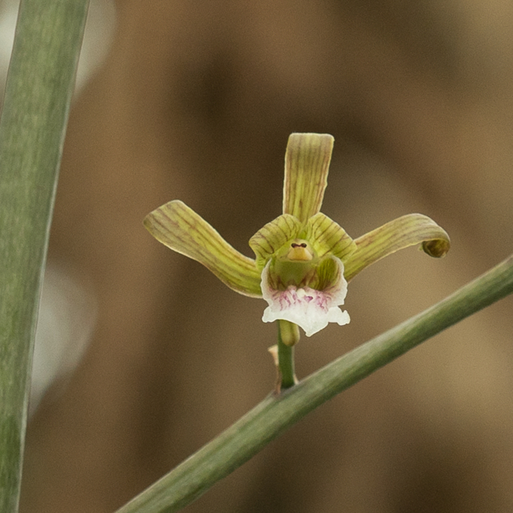 Peter&rsquo;s Eulophia  (&lt;i&gt;Eulophia petersii&lt;/i&gt;)