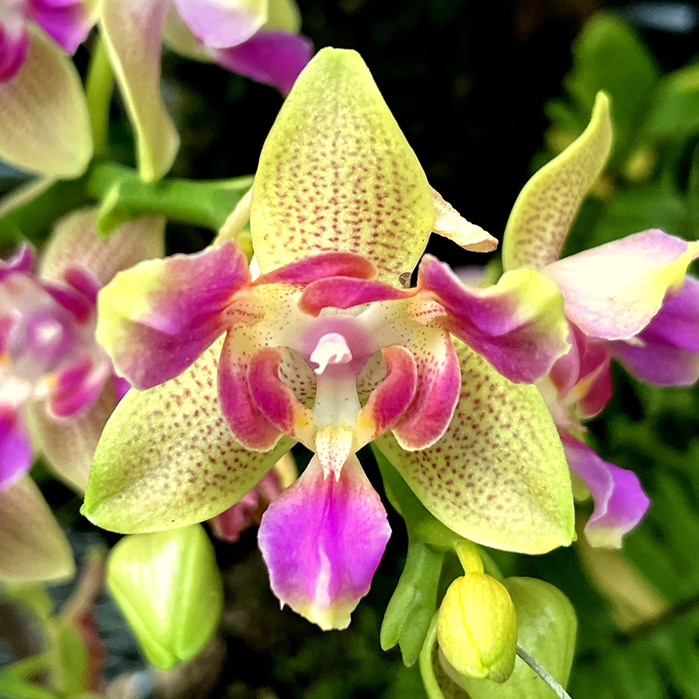 &lt;i&gt;Phalaenopsis&lt;/i&gt; Miki Golden Sand f. peloric