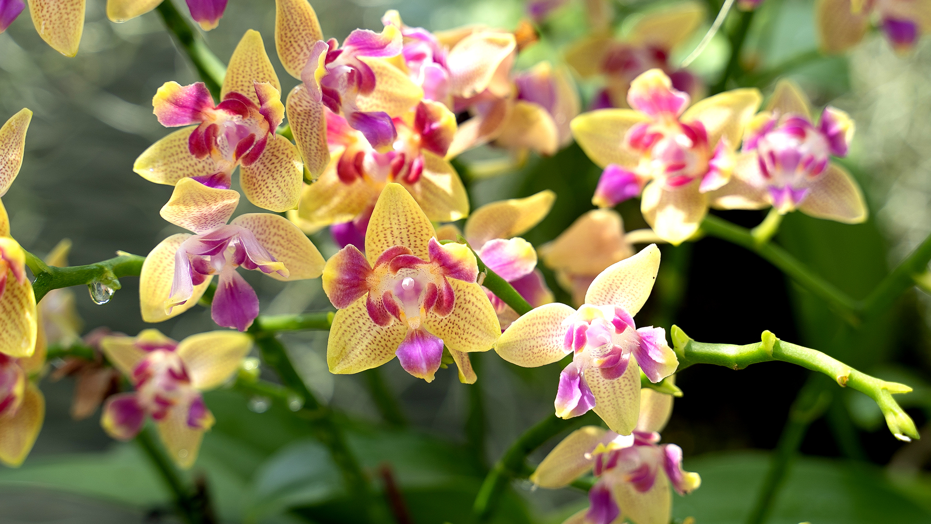 <i>Phalaenopsis</i> Miki Golden Sand f. peloric