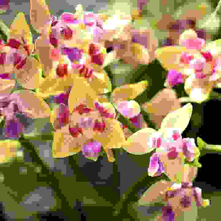 &lt;i&gt;Phalaenopsis&lt;/i&gt; Miki Golden Sand f. peloric