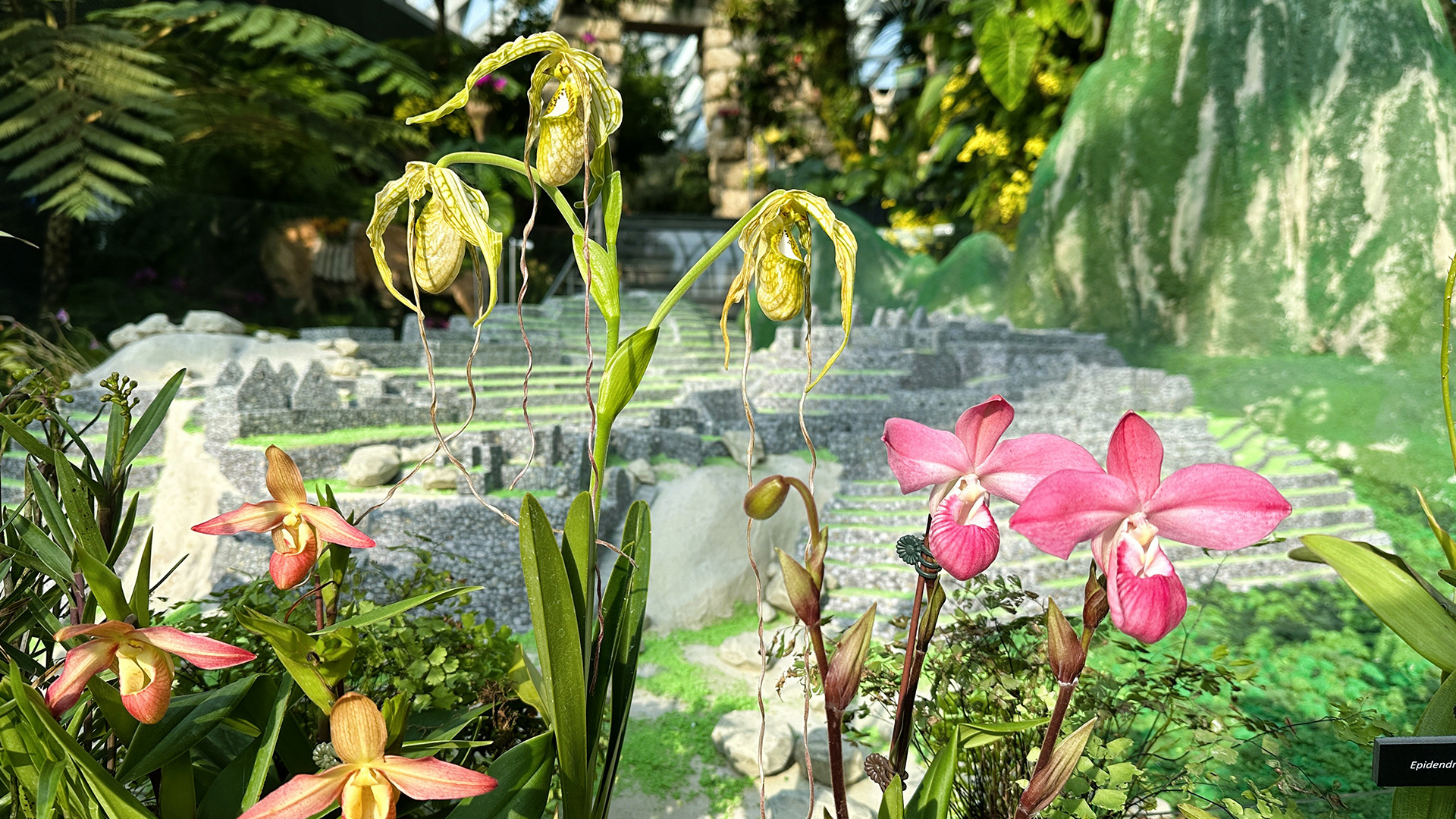 <i>Phragmipedium</i>