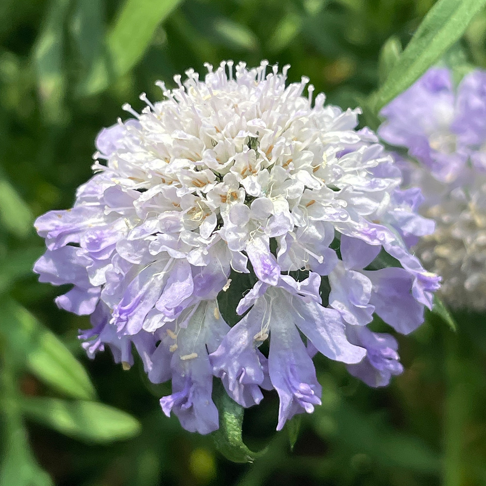 Pincushion Flower (&lt;i&gt;Scabiosa&lt;/i&gt; spp. and cultivars)