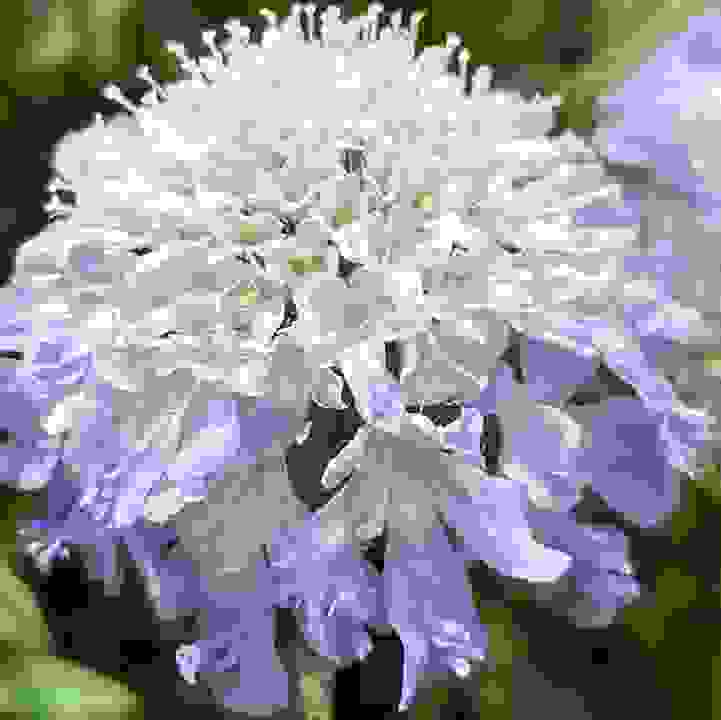 Pincushion Flower (&lt;i&gt;Scabiosa&lt;/i&gt; spp. and cultivars)