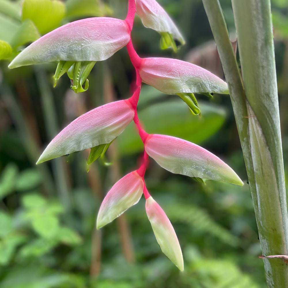Pink Flamingo Heliconia (&lt;i&gt;Pink Flamingo Heliconia&lt;/i&gt; &lsquo;Sexy Pink&rsquo;)