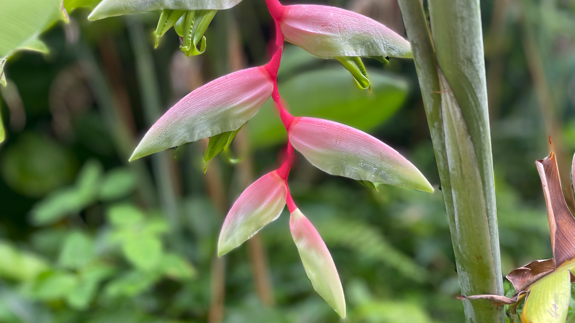 Pink Flamingo Heliconia (<i>Pink Flamingo Heliconia</i> ‘Sexy Pink’)