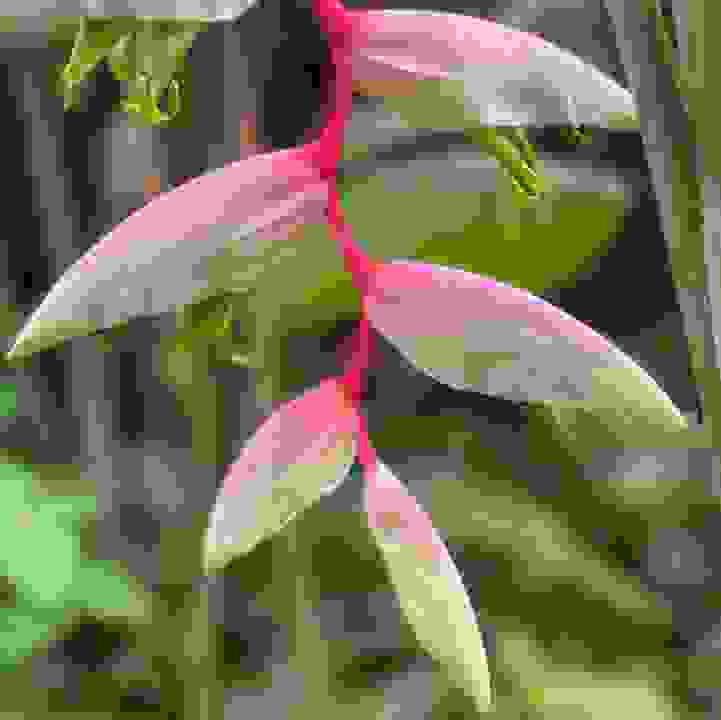 Pink Flamingo Heliconia (&lt;i&gt;Pink Flamingo Heliconia&lt;/i&gt; &lsquo;Sexy Pink&rsquo;)