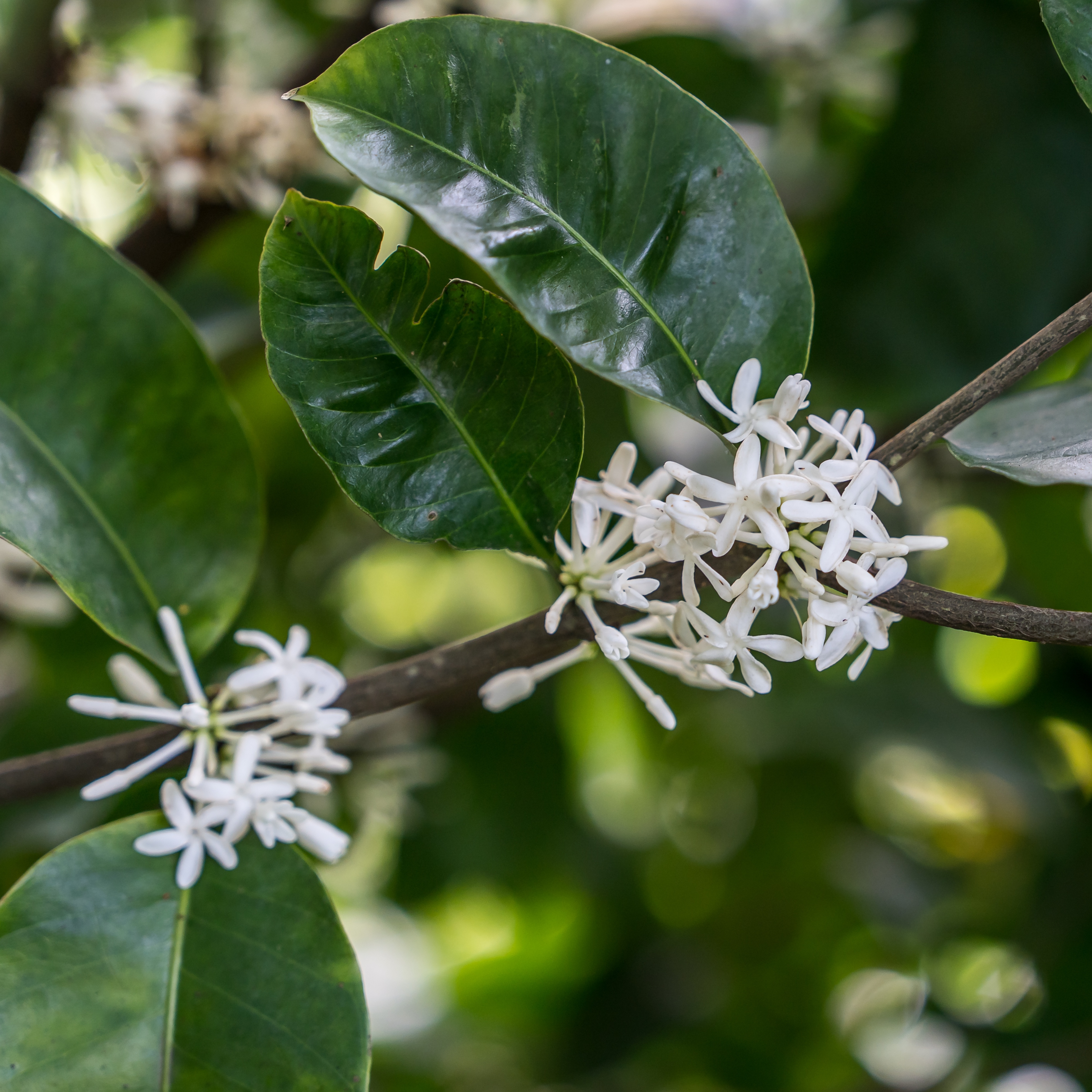 &lt;i&gt;Pleiocarpa mutica&lt;/i&gt;