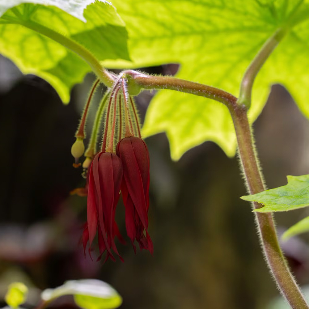 Mayapple 'Kaleidoscope'  (&lt;i&gt;Podophyllum&lt;/i&gt; 'Kaleidoscope') 