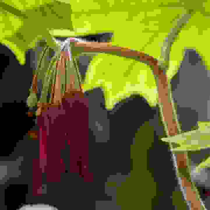 Mayapple 'Kaleidoscope'  (&lt;i&gt;Podophyllum&lt;/i&gt; 'Kaleidoscope') 