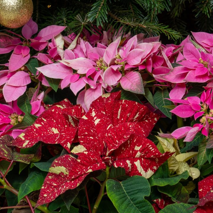 Poinsettia cultivars (&lt;i&gt;Euphorbia pulcherrima&lt;/i&gt; cultivars) 