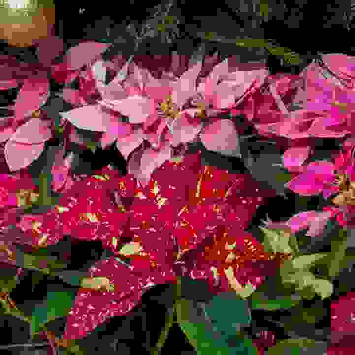 Poinsettia cultivars (&lt;i&gt;Euphorbia pulcherrima&lt;/i&gt; cultivars) 