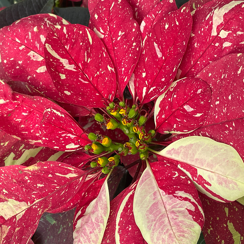 Poinsettia &lsquo;Red Glitter&rsquo; (&lt;i&gt;Euphorbia pulcherrima&lt;/i&gt; &lsquo;Red Glitter&rsquo;)