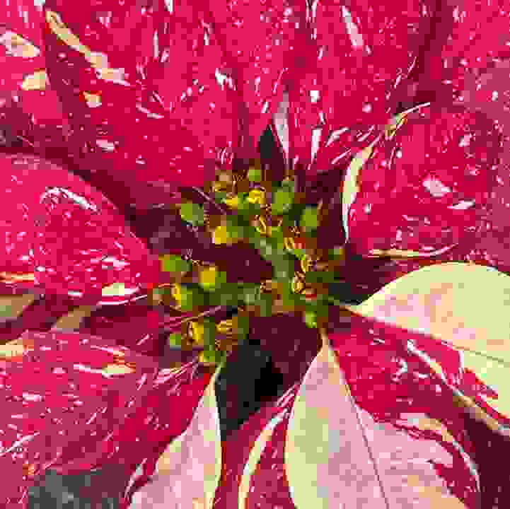 Poinsettia &lsquo;Red Glitter&rsquo; (&lt;i&gt;Euphorbia pulcherrima&lt;/i&gt; &lsquo;Red Glitter&rsquo;)