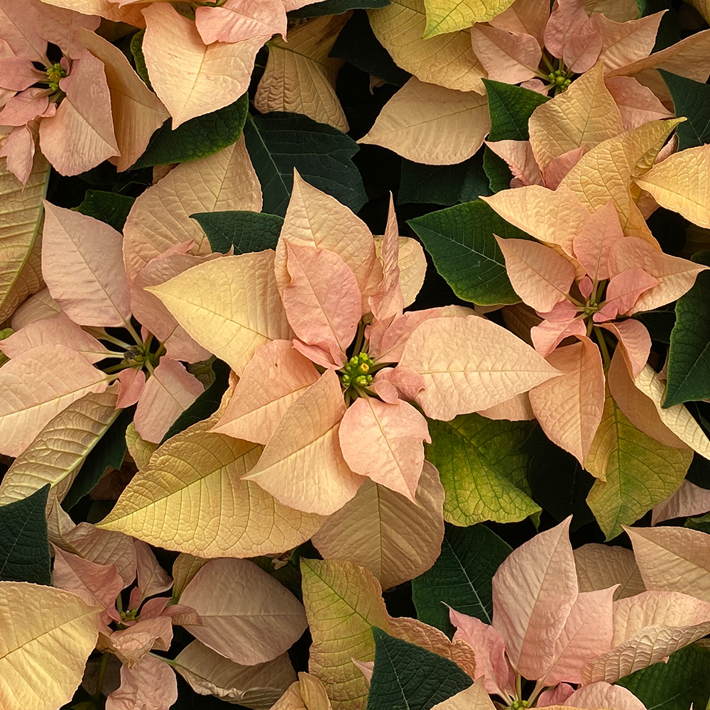 Poinsettia (&lt;i&gt;Euphorbia pulcherrima&lt;/i&gt;)