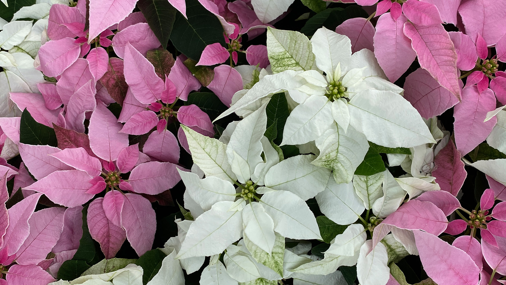 Poinsettia (<i>Euphorbia pulcherrima</i>)