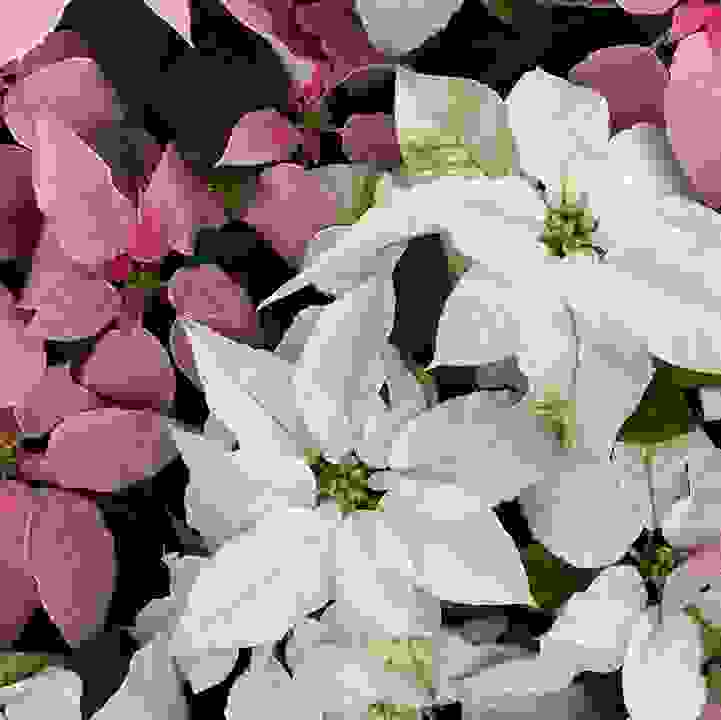 Poinsettia (&lt;i&gt;Euphorbia pulcherrima&lt;/i&gt;)