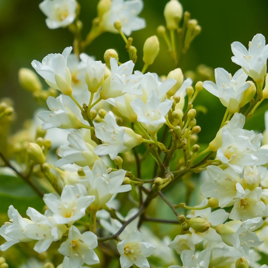 Bridal Bouquet (&lt;i&gt;Poranopsis paniculata&lt;/i&gt;)