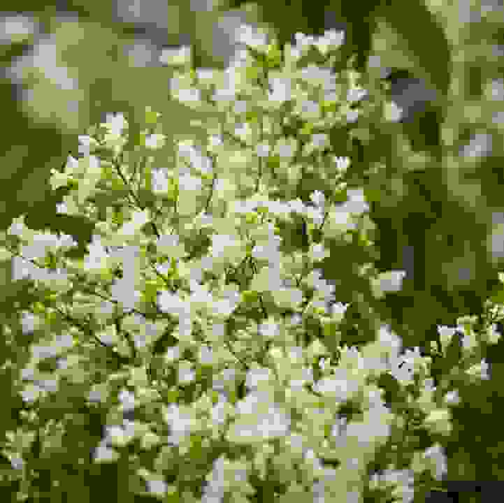 Bridal Bouquet (&lt;i&gt;Poranopsis paniculata&lt;/i&gt;)
