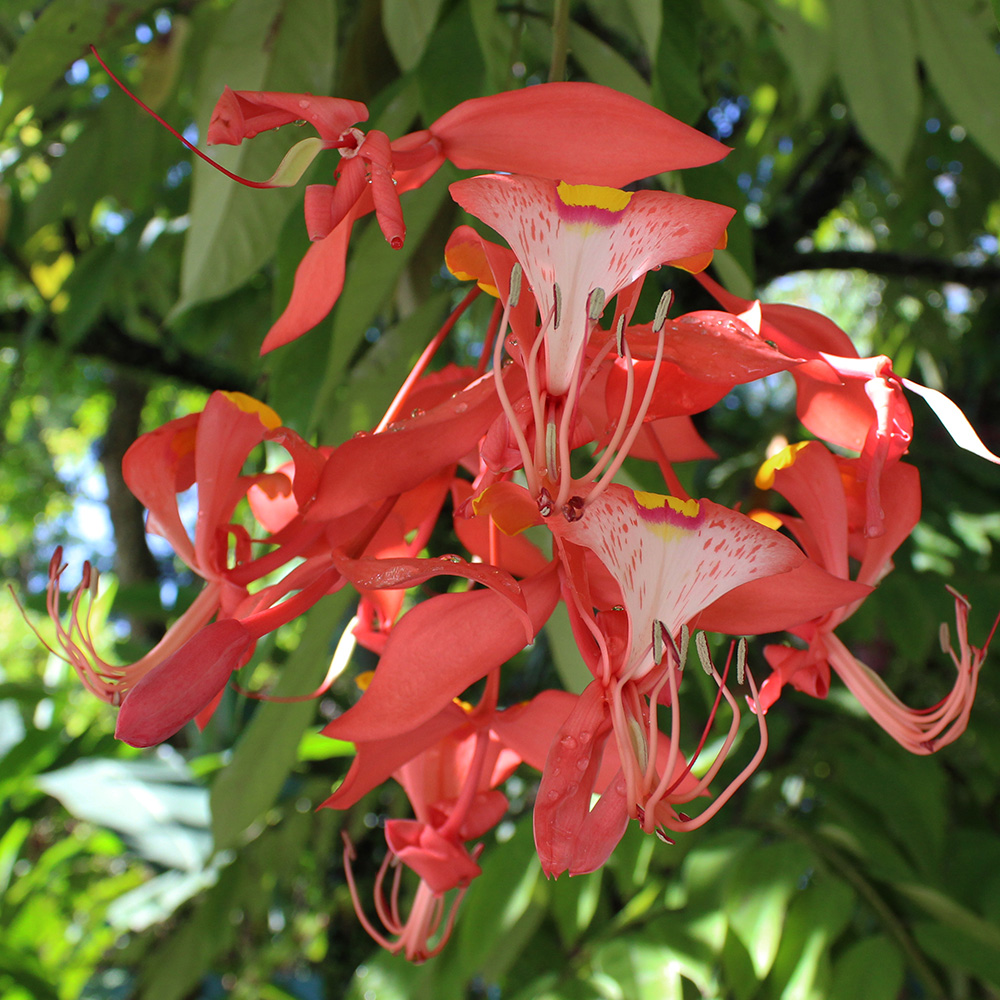 Pride of Burma   (&lt;i&gt;Amherstia nobilis&lt;/i&gt;)
