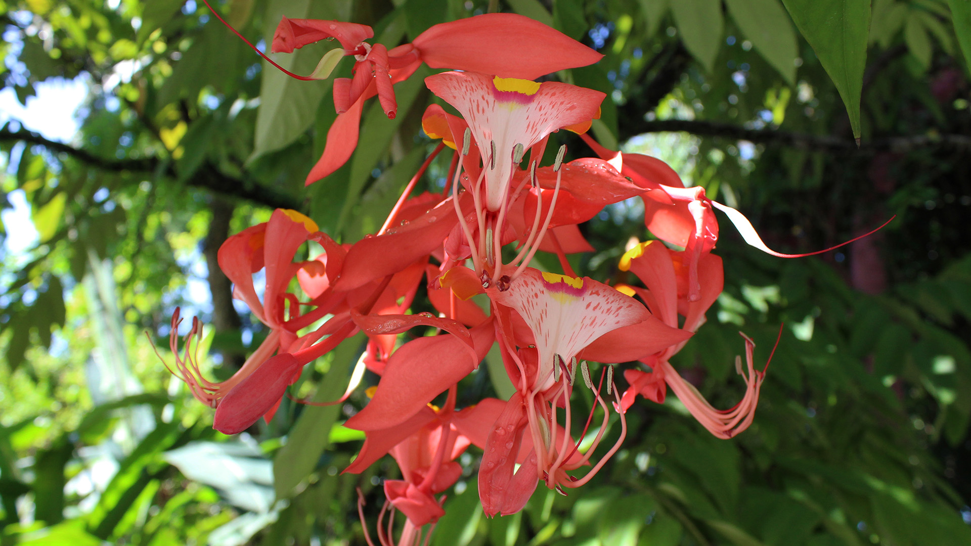 Pride of Burma   (<i>Amherstia nobilis</i>)