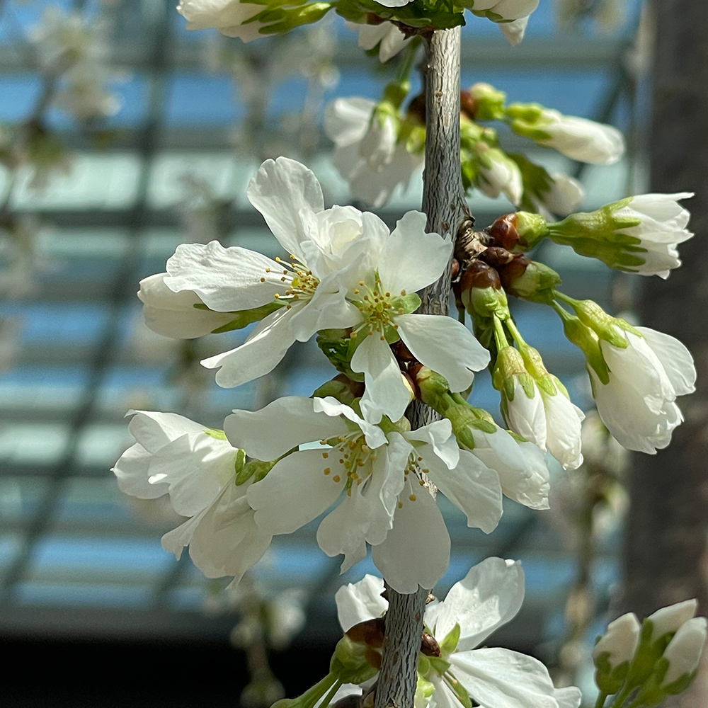 Snow Fountains Flowering Cherry &lt;i&gt;(Prunus x subhirtella &lsquo;Snow Fountains&rsquo;)&lt;/i&gt;