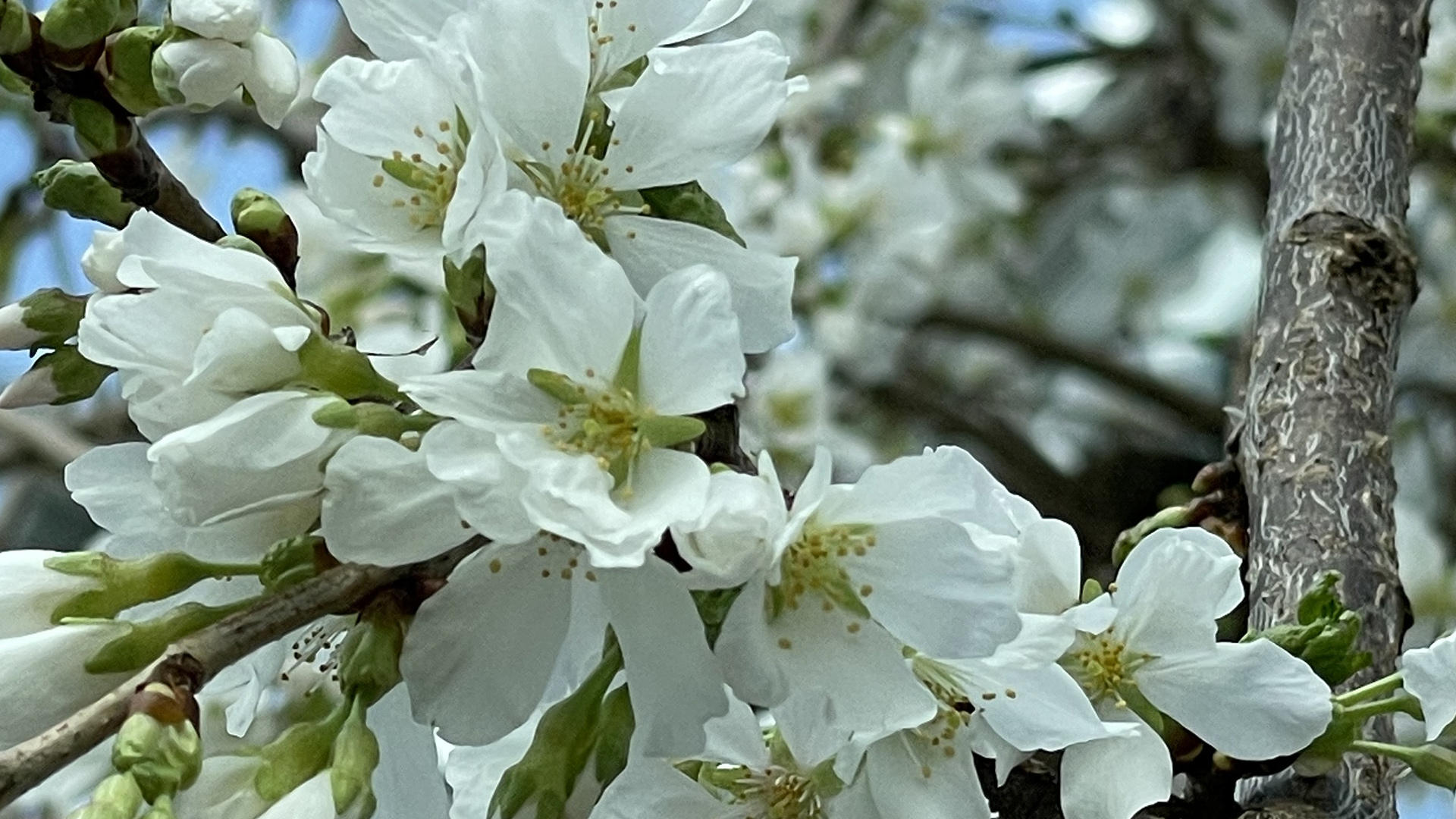 Snow Fountains Flowering Cherry <i>(Prunus x subhirtella ‘Snow Fountains’)</i>