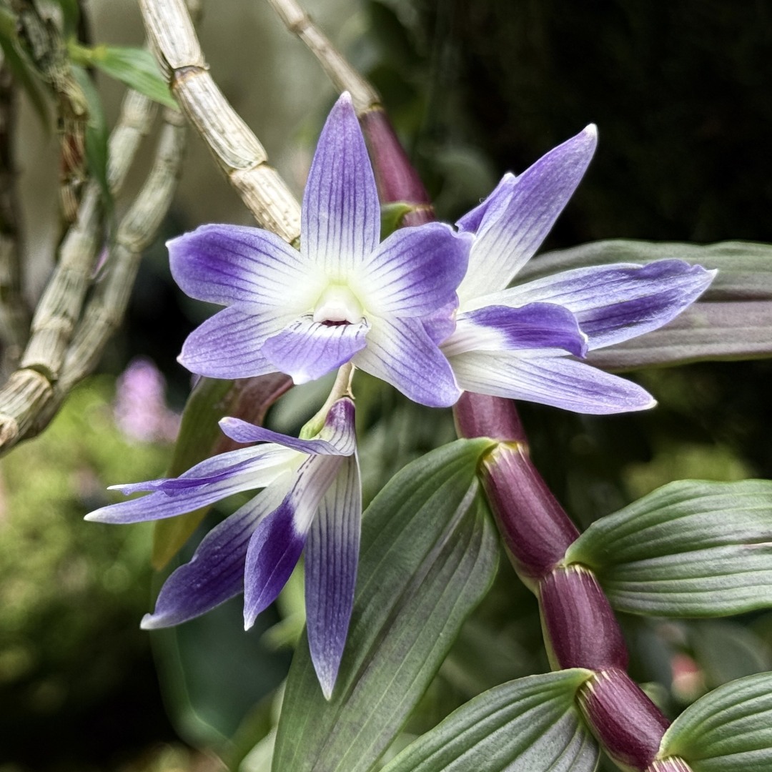 Queen Victoria&rsquo;s Dendrobium &lt;i&gt;(Dendrobium victoriae-reginae) &lt;/i&gt;