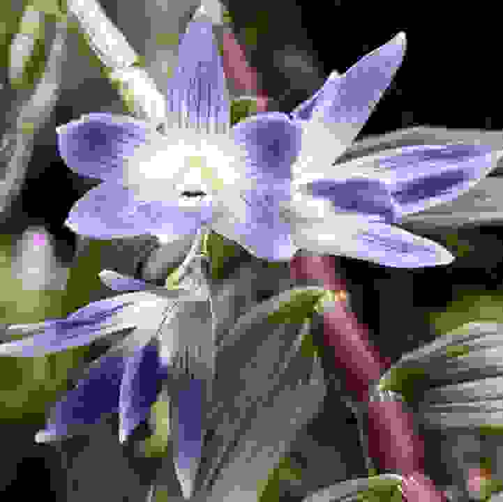 Queen Victoria&rsquo;s Dendrobium &lt;i&gt;(Dendrobium victoriae-reginae) &lt;/i&gt;