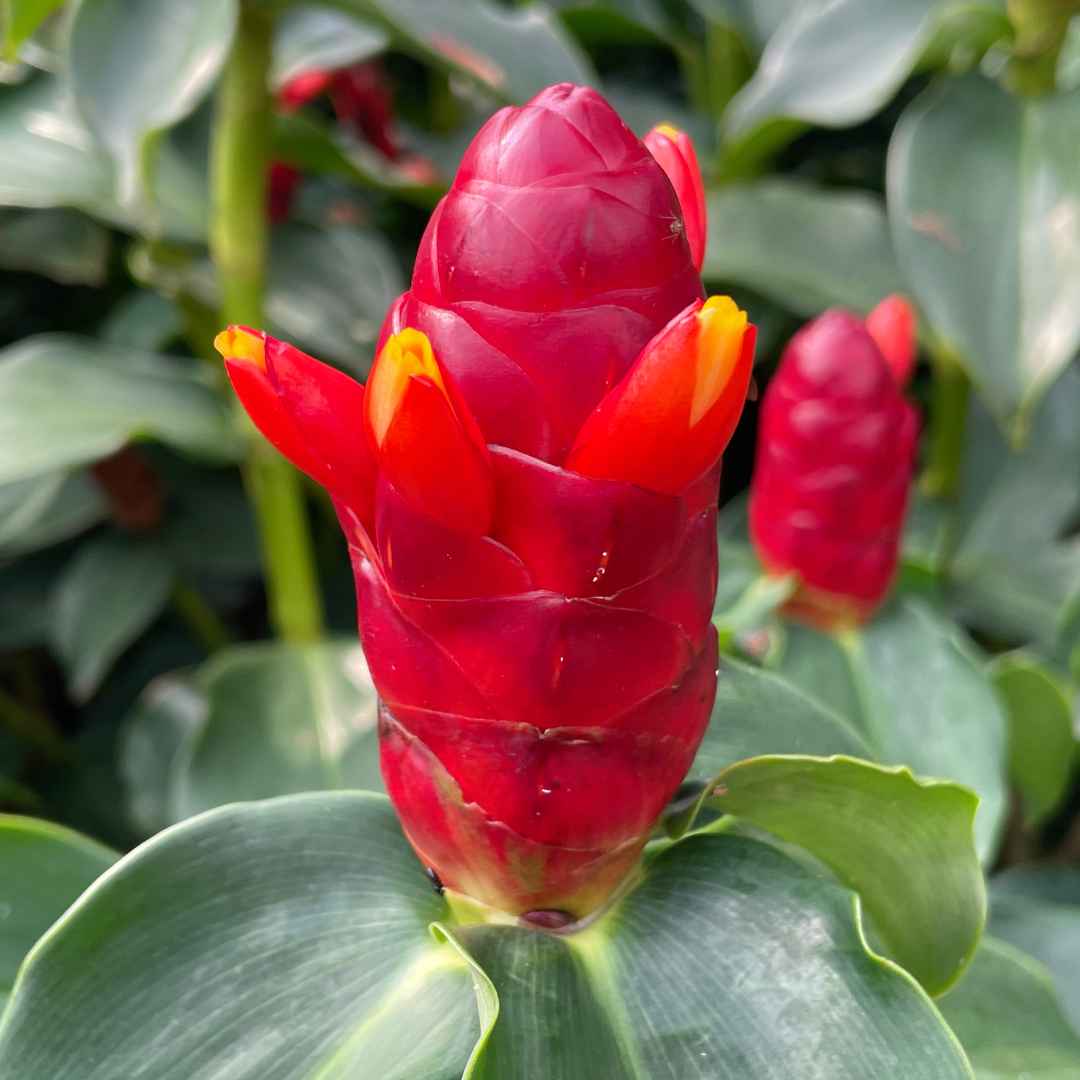 Red Button Spiral Ginger