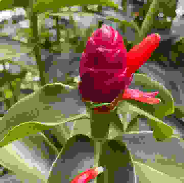Red Button Spiral Ginger