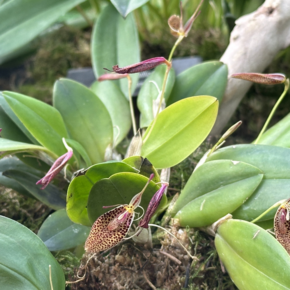 &lt;i&gt;Restrepia&lt;/i&gt;