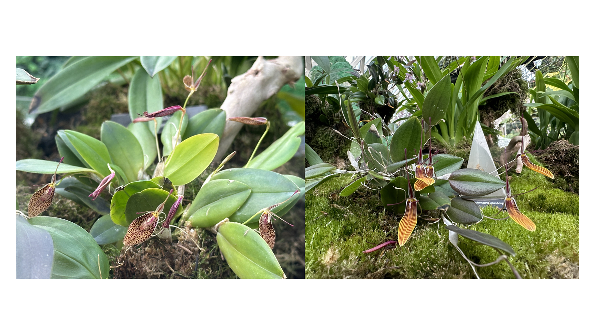 <i>Restrepia</i>