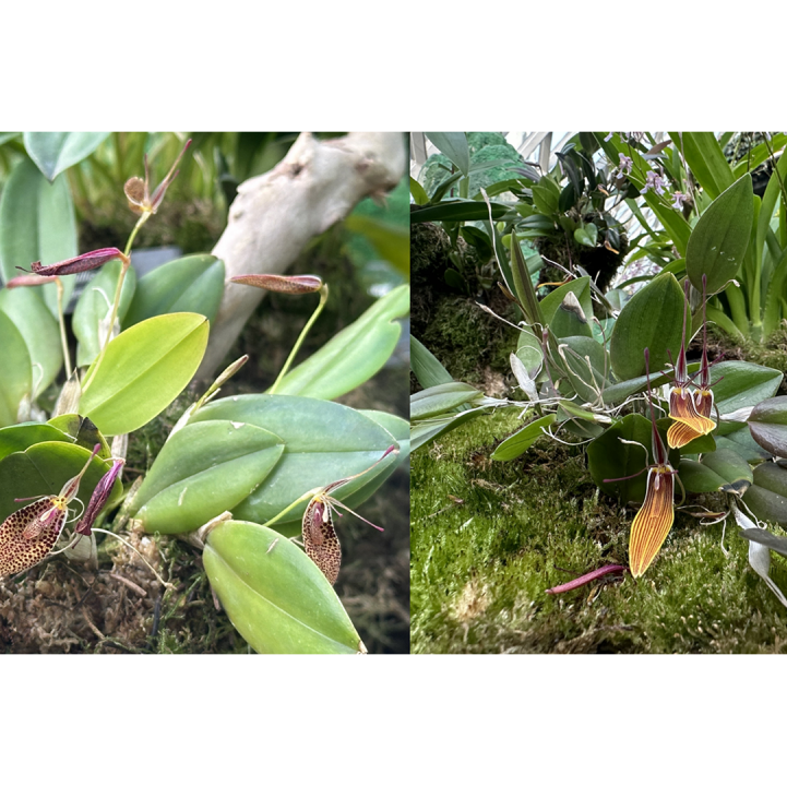 &lt;i&gt;Restrepia&lt;/i&gt;