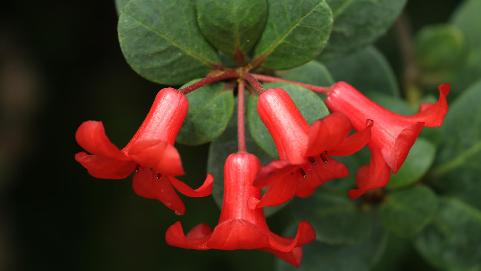 <i>Rhododendron</i> 'Festive Bells'