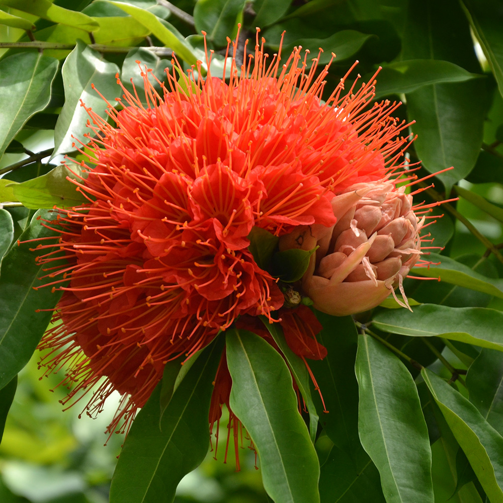 Rose of Venezuela  (&lt;i&gt;Brownea macrophylla&lt;/i&gt;)