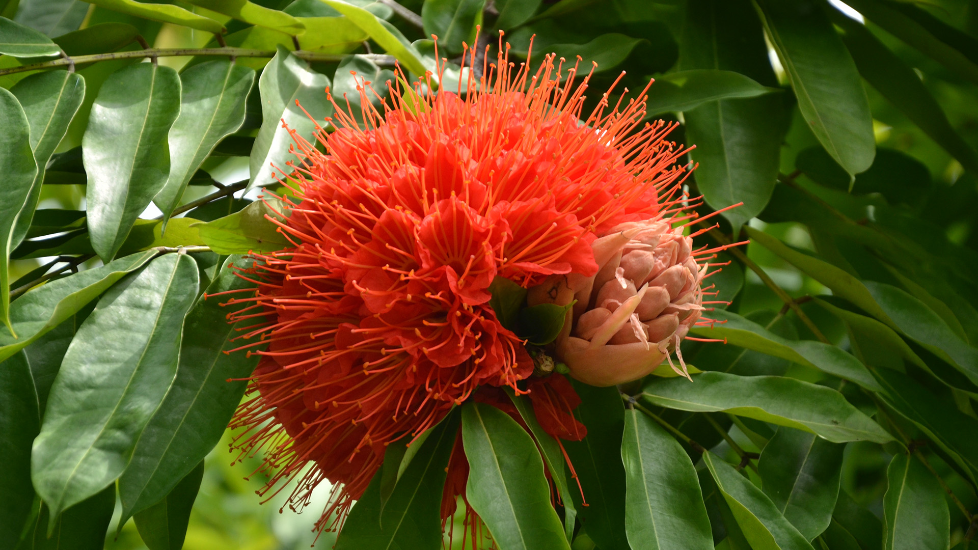 Rose of Venezuela  (<i>Brownea macrophylla</i>)