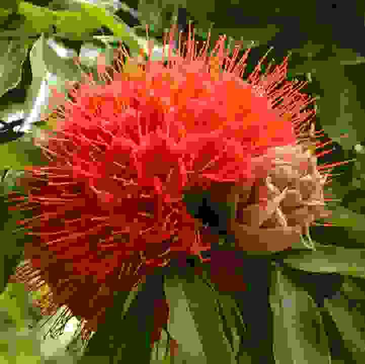 Rose of Venezuela  (&lt;i&gt;Brownea macrophylla&lt;/i&gt;)