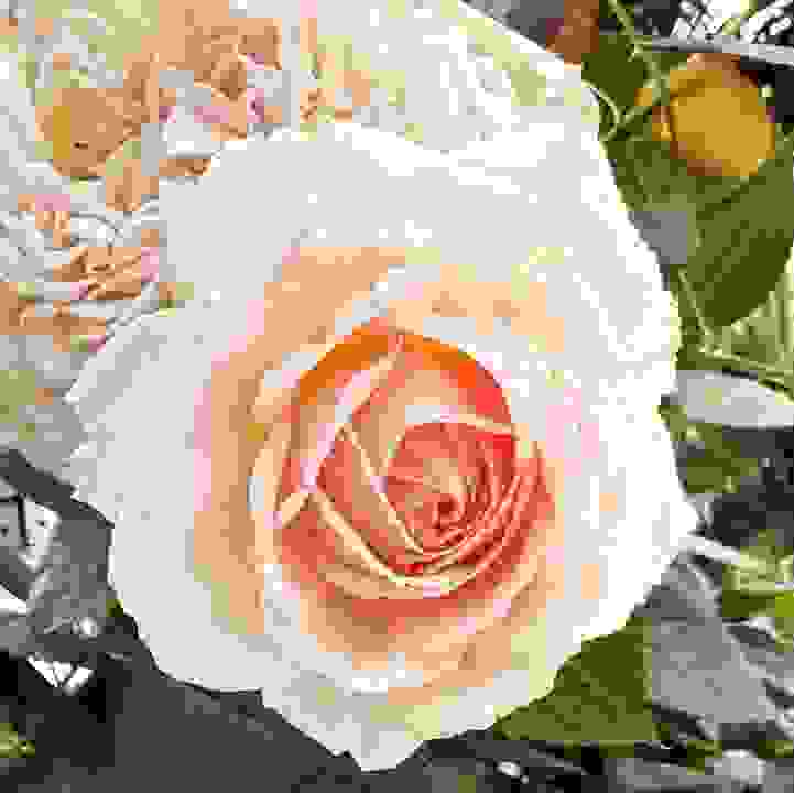 Marchenzauber Rose (&lt;i&gt;Rosa&lt;/i&gt; 'Marchenzauber&rsquo;)