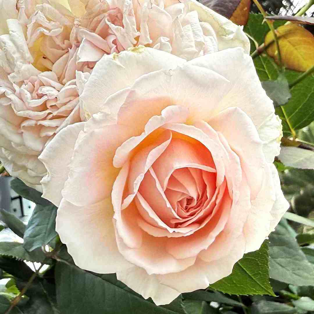 Marchenzauber Rose (&lt;i&gt;Rosa&lt;/i&gt; 'Marchenzauber&rsquo;)