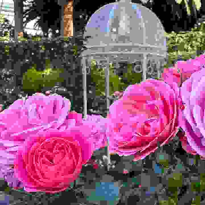 Roses &lt;i&gt;(Rosa cv.)&lt;/i&gt;