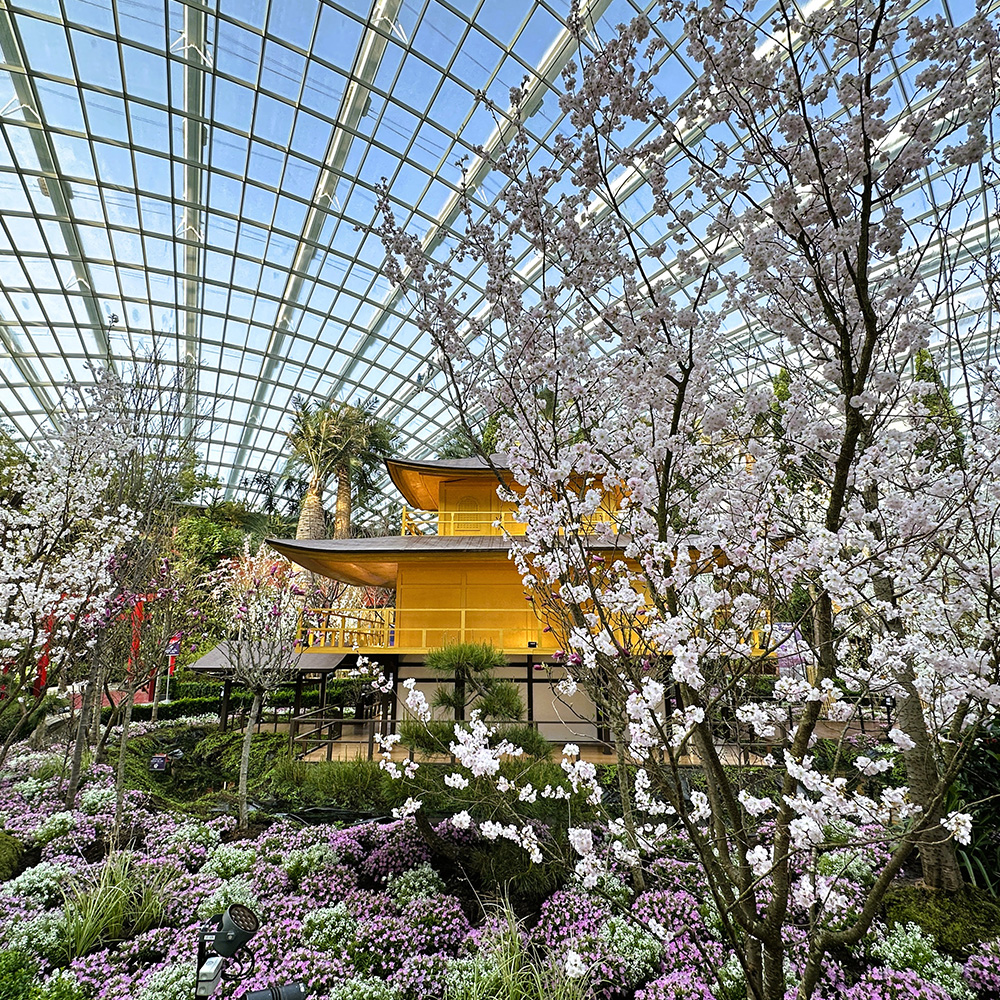 Sakura (&lt;i&gt;Prunus serrulata, P. pendula,&lt;/i&gt; and selected other species, cultivars, and hybrids)