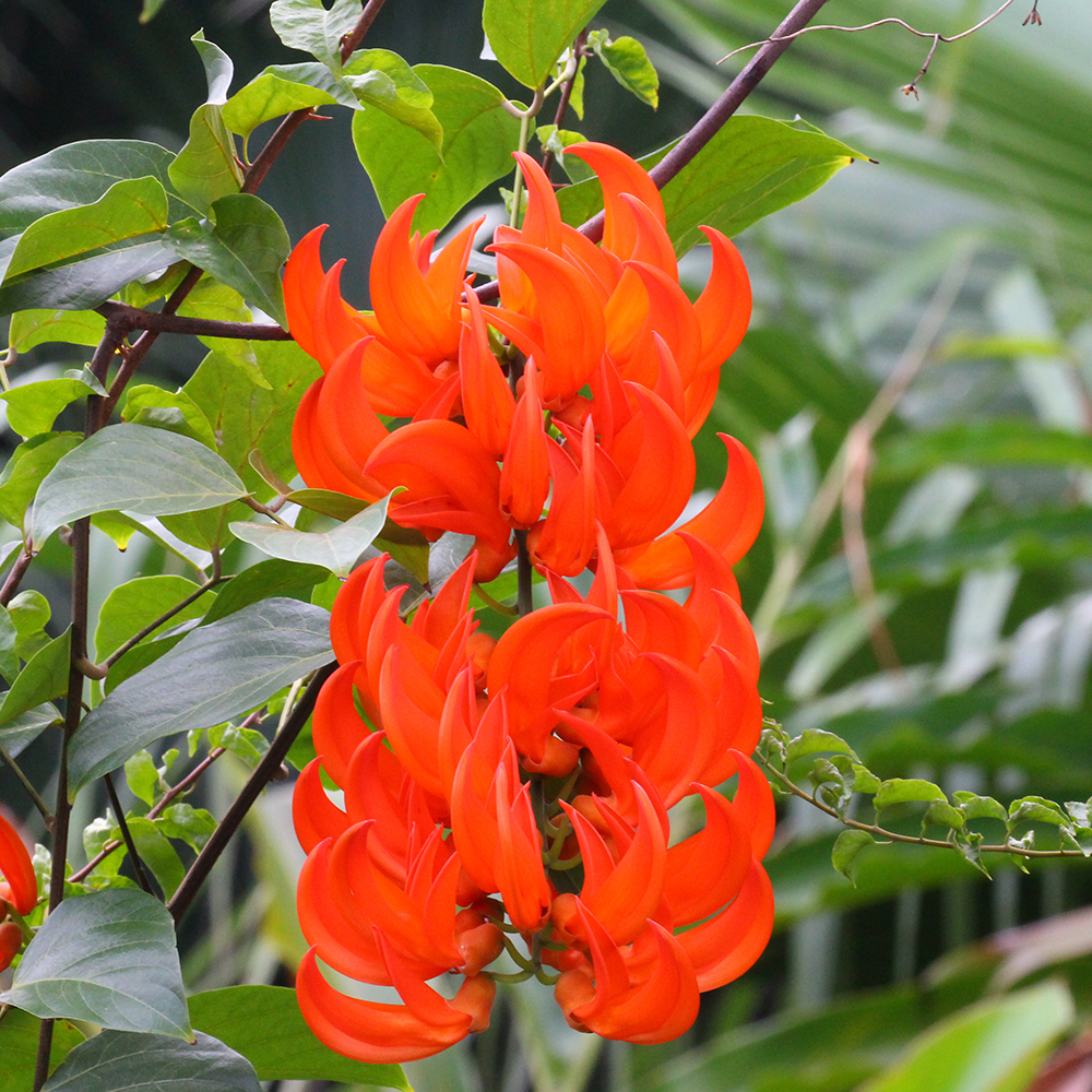 Scarlet Jade Vine &lt;i&gt;(Mucuna bennettii)&lt;/i&gt;