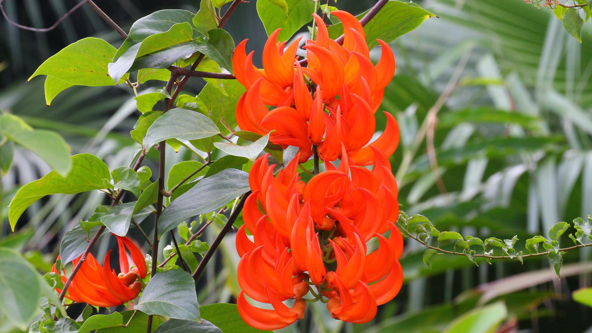 Scarlet Jade Vine <i>(Mucuna bennettii)</i>