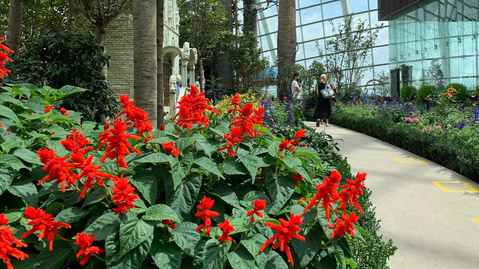 Scarlet Sage <i>(Salvia splendens)</i>