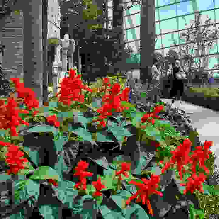 Scarlet Sage &lt;i&gt;(Salvia splendens)&lt;/i&gt;