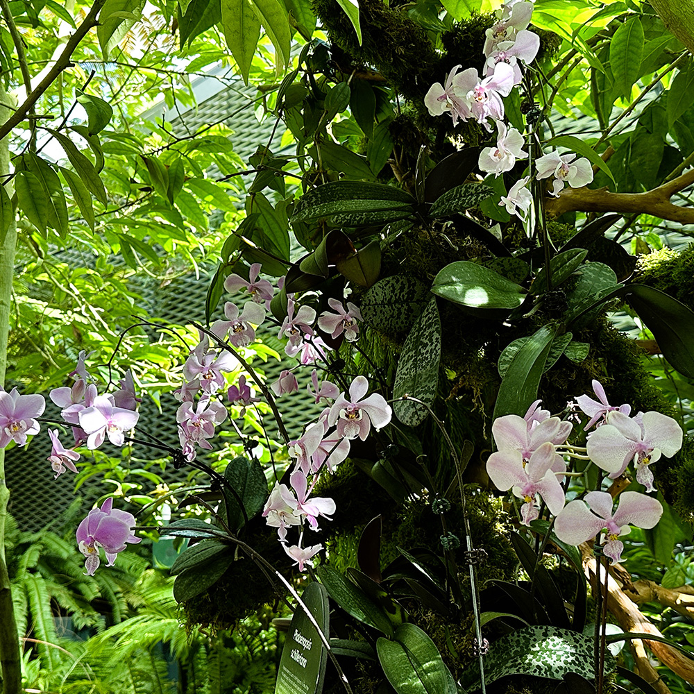 Schiller's Phalaenopsis (&lt;i&gt;Phalaenopsis schilleriana&lt;/i&gt;)