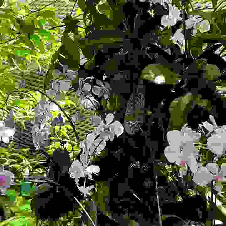 Schiller's Phalaenopsis (&lt;i&gt;Phalaenopsis schilleriana&lt;/i&gt;)