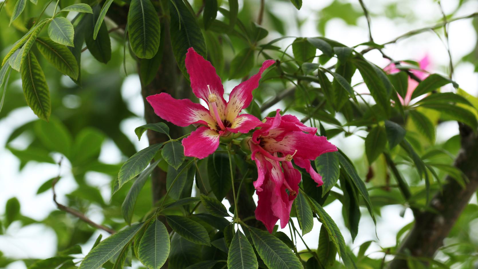 Silk Floss Tree <i>(Ceiba speciosa)</i>