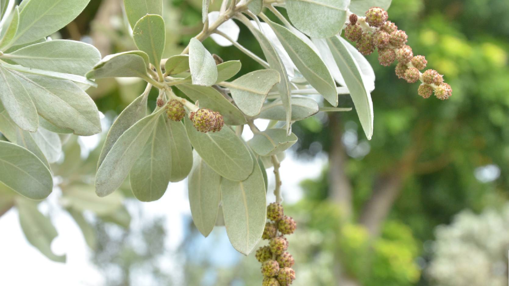 Silver Buttonwood <i>(Conocarpus erectus var. sericeus)</i>